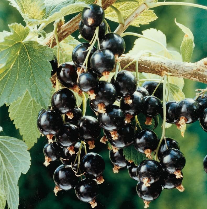 Black Currant Live Plant, Backyard Berry Shrub, 6-12 Inch Tall by PlantsSeedsBulbs