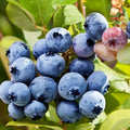 Legacy Blueberry Plant Live, Berry Plant, 5-10 Inch Tall by AVERAR