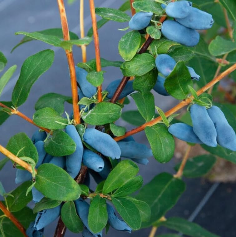 Aurora Honeyberry (Haskap) Shrub - 6-12" Tall Live Plant - Image 4