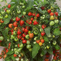 Park Seed Heartbreakers Vallery Red Hybrid Tomato Seeds - Pack of 10 Seeds, Sweet and Sour Heart-Shaped Fruits, Non-GMO, Perfect for Snacking, Determinate, 70 to 84 Days to Maturity by ParkSeed