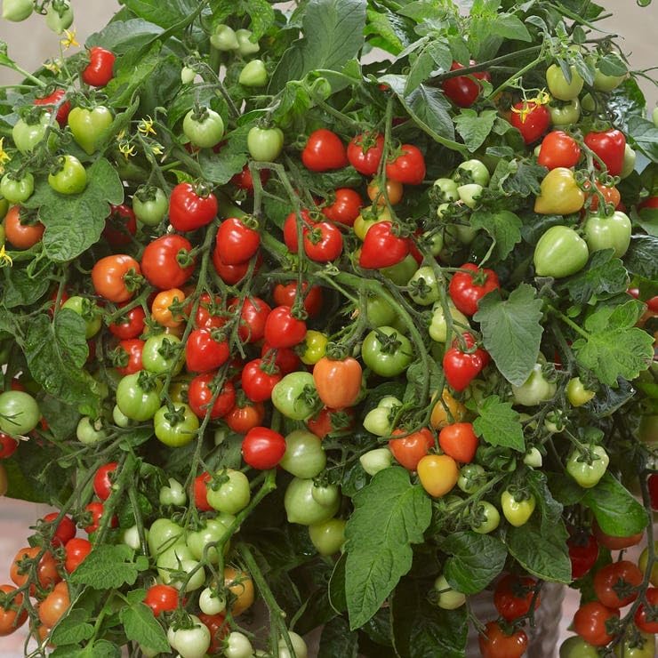 Park Seed Heartbreakers Vallery Red Hybrid Tomato Seeds - Pack of 10 Seeds, Sweet and Sour Heart-Shaped Fruits, Non-GMO, Perfect for Snacking, Determinate, 70 to 84 Days to Maturity by ParkSeed