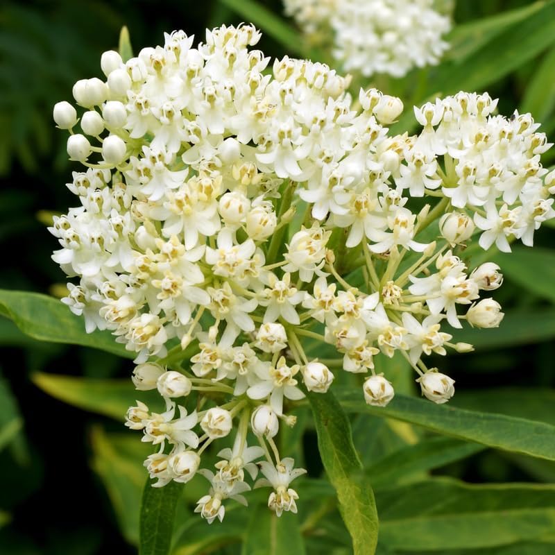2 White Butterfly Milkweed Plants Live, Asclepias Tuberosa Tropical Flowers - Image 6