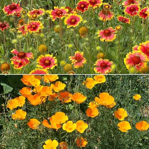 Ferry-Morse Dry Climate Bulk Wildflower Seeds, 650,000+, 1 lb - Image 3
