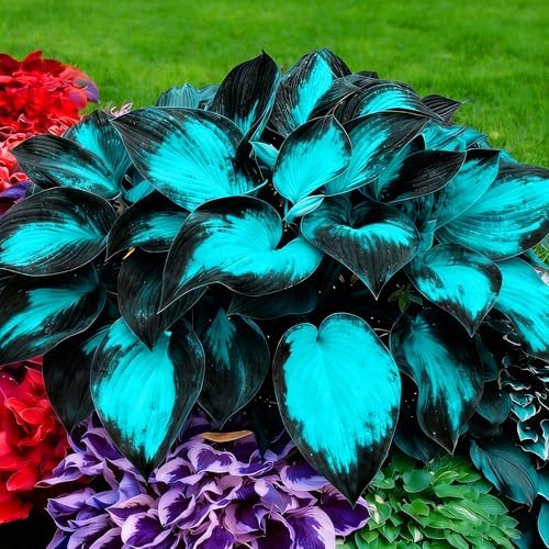 Hosta Seeds for Planting, 200+pcs Perennial Hummingbirds Hosta Vine Flower Seeds, Non-GMO Heirloom Long Blooming Plants Shaded Entry Pathway Flowers for Garden Outdoors - Image 4