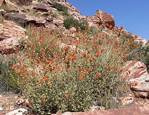 20 Apricot Desert GLOBEMALLOW Mallow Sphaeralcea Ambigua Flower Seeds - Image 6