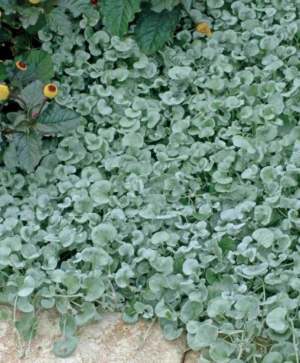 Dichondra Plant, Dichondra Ground Cover Plant for Planting, Ideal Lawn Alternative in Sun or Shady, 4" Pot (Silver Falls Dichondra) - Image 3