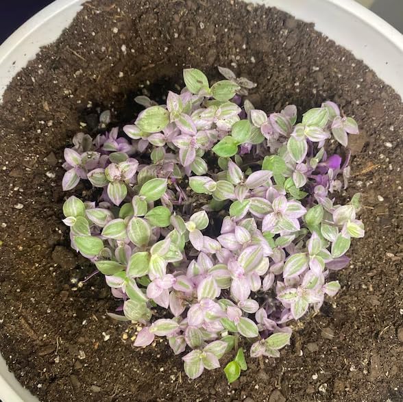 Pink Wandering Jew Live Plant, Tradescantia Outdoor Ground Cover Vibrant Variegated Callisia Repens Turtle Vine 2" Pot - Image 4