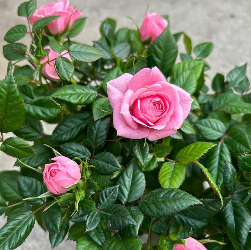 Miniature Roses Live Plants Mini Roses Bush Fragrant Flowers Shrub 4 Inch Pot (Pink Rose Flowers) - Image 5