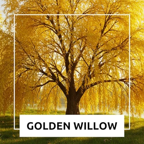 2 Golden Weeping Willow Trees - Ready to Plant - Live Plants - Beautiful Arching Canopy - Image 4