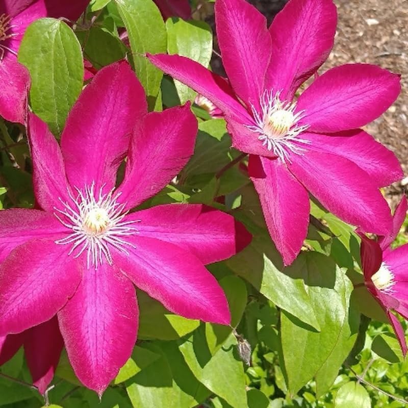Burgundy Clematis Live Plant, 2.5" Pot, Fragrant Flowering Vine - Image 5