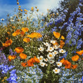 Ferry-Morse Sun-Shade Bulk Wildflower Seeds, 390,000+, 1 lb by FerryMorse