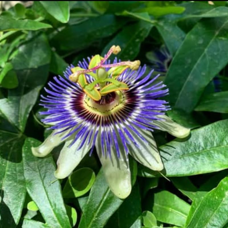 2 Blue Passion Flower Live Plants, Passiflora Vine to Grow 5-7" Tall - Image 6