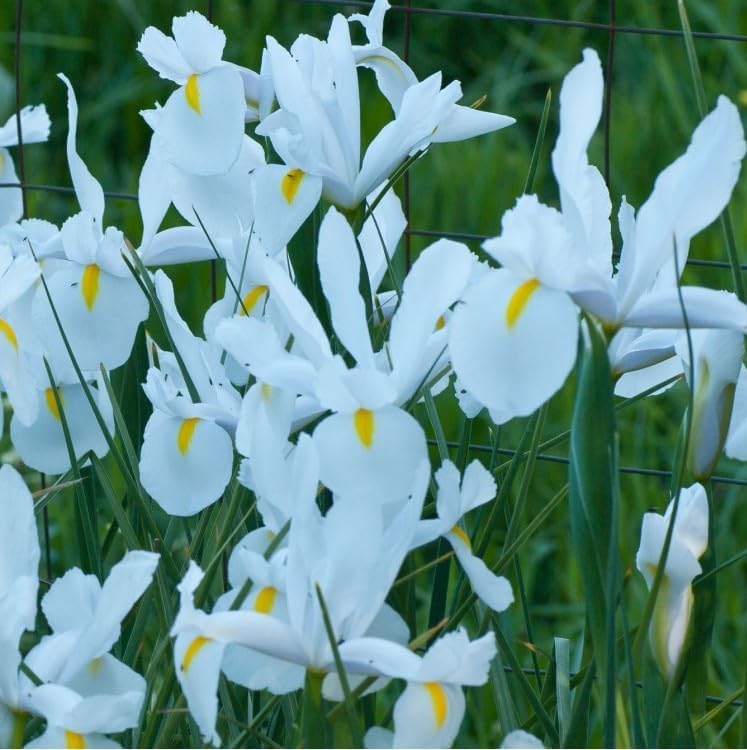 Votaniki Iris Hollandica Casablanca - Long Lasting Spectacular Blooms for Spring& Summer Gardens | Dutch Iris Bulbs for Planting, Easy to Grow Hardy Perennials (100 Pack) - Image 3