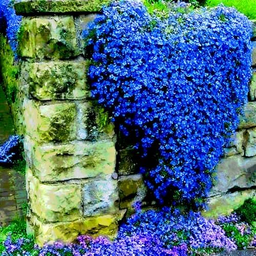 21000+ Blue Creeping Thyme Seeds Ground Cover,Blue Woolly Thyme Seeds Non-GMO Heirloom,Drought Tolerant Ground Cover Thyme Seed Silver Gray Carpet for Between Stepping Stones & Rock Outdoor - Image 2