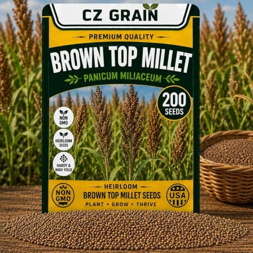 200 Brown Top Millet Seeds | Warm Season Grass Seeds for Planting by CZGrain