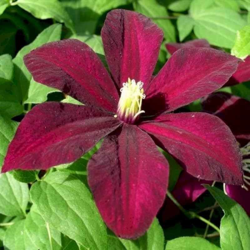 Red Clematis Live Plant, 2.5" Pot, Fragrant Flowering Vine - Image 2
