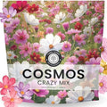 Crazy Cosmos Mix - Large 1 Ounce Packet - 5,000 Flower Seeds for Planting - Cosmos bipinnatus by FamilySown