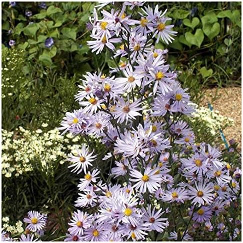 Everwilde Farms - 500 Smooth Blue Aster Native Wildflower Seeds - Gold Vault Seed Packet - Image 6