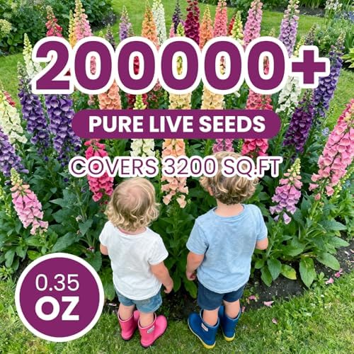 Foxglove Seeds Perennial – Mixed Colors, 200,000+ Seeds Bulk Pack for Easy-to-Grow Home Gardening, Tall Spire Blooms for Garden Borders, Attract Hummingbirds & Bees - Image 4