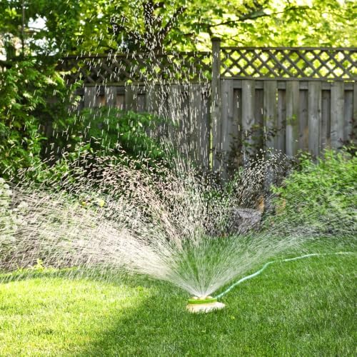 120,000 Emerald Zoysia Grass Seeds for Lawn Gardening Outside - Image 6