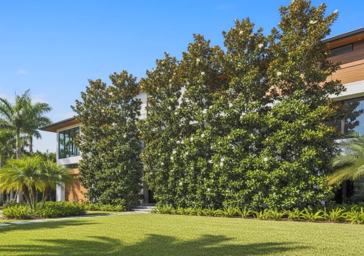 Southern Magnolia ‘D.D. Blanchard’ Live Tree – Magnolia grandiflora – Fragrant White Flowers – Evergreen Ornamental Shade Tree – 1–2 Ft Tall Plant - Image 3