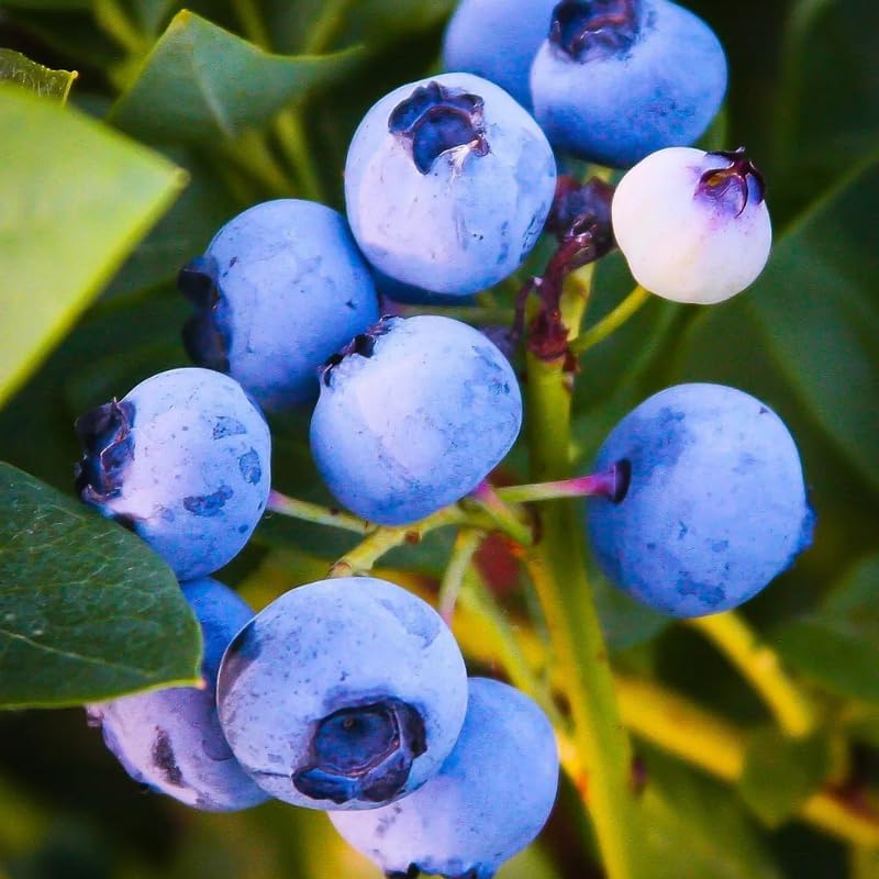 2 Misty Blueberry Plants Live, Sweet Berry Shrub, 5-12" Tall - Image 6