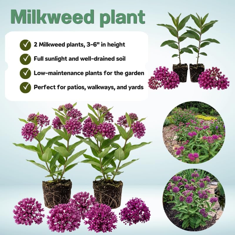 2 Purple Milkweed Live Plants, 3-6 Inch Tall - Image 3