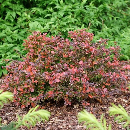 Proven Winners Sunjoy Really Red Barberry (Berberis thunbergii) Live Plant, 4.5" Qt - Image 5