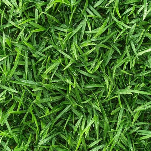 Zoysia Emerald Grass Seeds, Dense, Low-Maintenance, Drought-Tolerant Warm Season Lawn Grass, Soft Texture, Slow Growth, Full Sun Ground Cover for Home Yard or Garden Turf – 1/8 lb Pack - Image 2