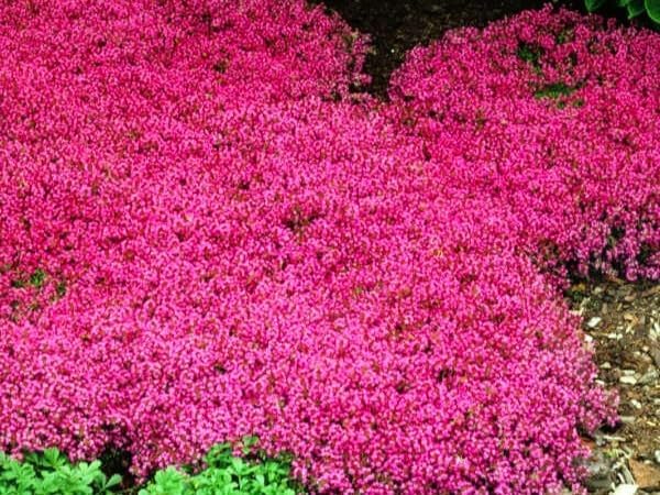 Live Ground-Cover Plants - Red Creeping Thyme + Thymus Praecox 'Coccineus' - [Qty: 5X Pint Pots] - (Click for Other Available Plants/Quantities) by GreenwoodNursery