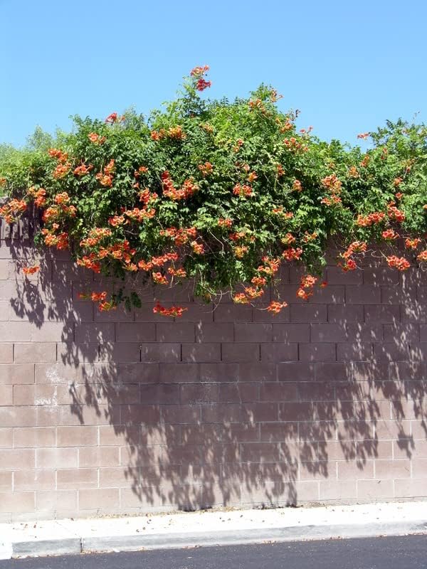Trumpet Vine - Campsis radicans - 4" Pot with Root 100% Survival Guaranteed - Image 2