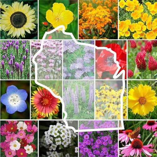 Eden Brothers Wisconsin Wildflower Mixed Seeds for Planting, 1 lb by EdenBrothers