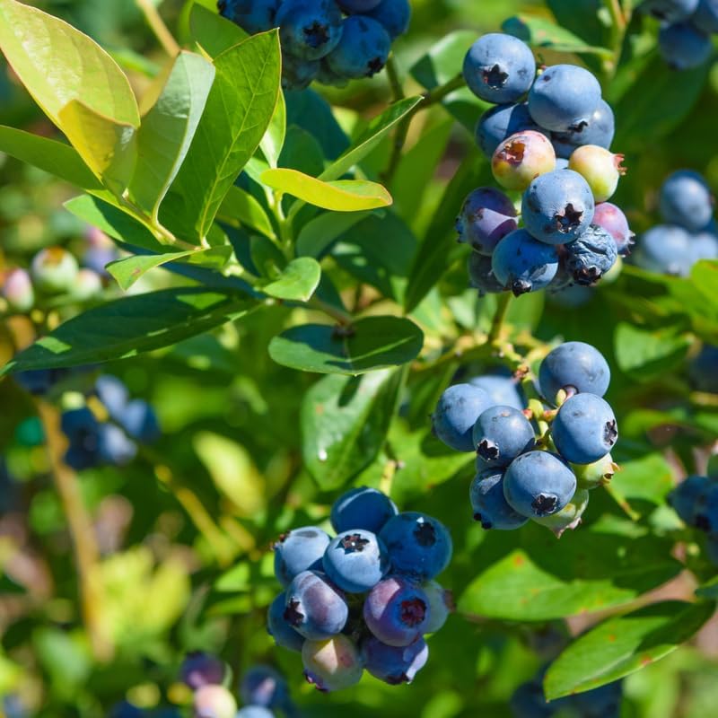 Misty Blueberry Plant Live, Garden Bush, 5-12 Inch Tall by AVERAR
