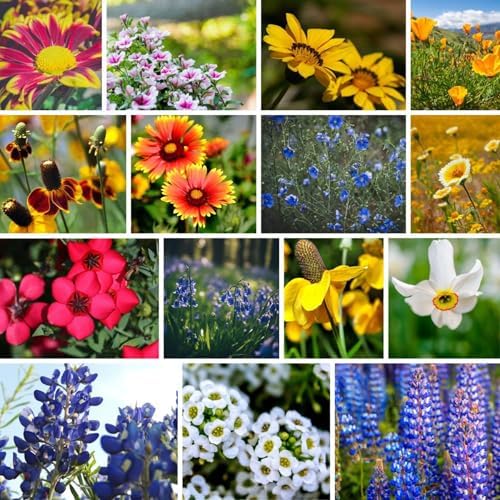 Mountain Valley Seed Co Southwest Wildflower Mix Seeds 1 Oz ~125 Seeds by MountainValleySeedCompany