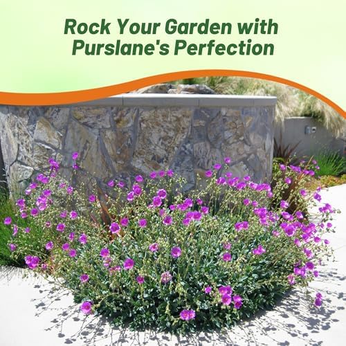 Outsidepride Rock Purslane Seeds for Planting - 10,000 Pcs Perennial, Easy to Grow, Vitamin-Rich & Drought Tolerant Succulent Seeds for Culinary, Xeriscaping, Containers & Hanging Baskets - Image 6