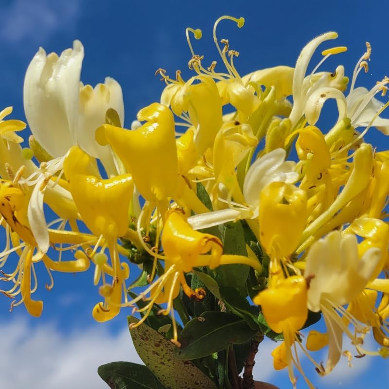 2 Gold White Honeysuckle Bushes Live Plants, Flower Vine, 5-9 Inch Tall - Image 4