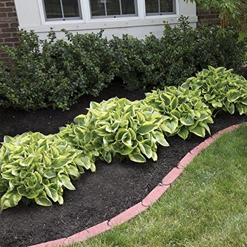 Best Deal on Amazon 9-Pack Hosta Bare Root Perennial Plants - Fresh from Our Farm Ship Fast Directly to you. Perfect for any home & garden grows year after year! - Image 3