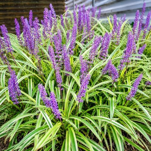 Variegated Liriope (Lilyturf) Grass - Live Plant - 4" Pot - Image 4