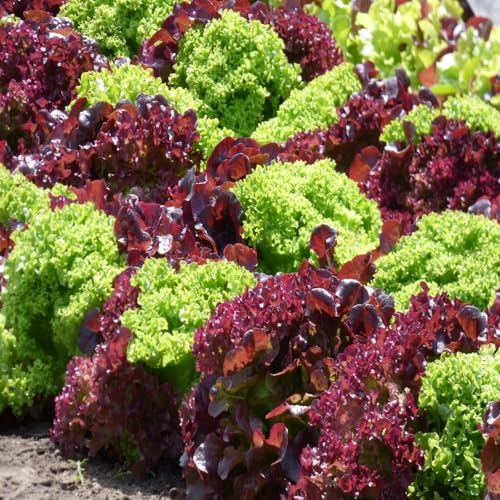 7 Variety Mix Lettuce Seeds - 7000+ Heirloom Lettuce Seeds for Planting Including Romaine, Butter Lettuce, Iceberg Lettuce, etc - Outdoor Hydroponics Gardens Fresh Leafy Green Vegetables Easy to Grow - Image 7