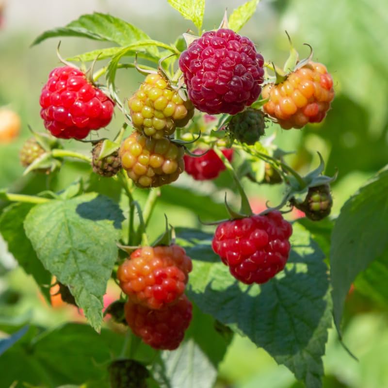 2 Red Raspberry Live Plants, 5-9 Inch Tall Berry Bushes - Image 3