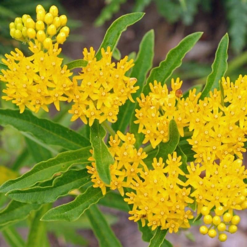 3 Yellow Milkweed Live Plants, Hardy Milkweed Shrub, 4-9 Inches - Image 2
