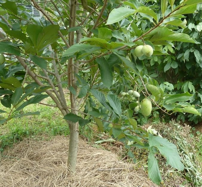American Paw Paw Tree Live Plant Asimina Triloba Plant Sweet Pawpaw Hardy Banana Tree Ornamental Fruit, 2-3 Ft Tall Gallon Pot, 1-2 Year Old Plant - Image 7