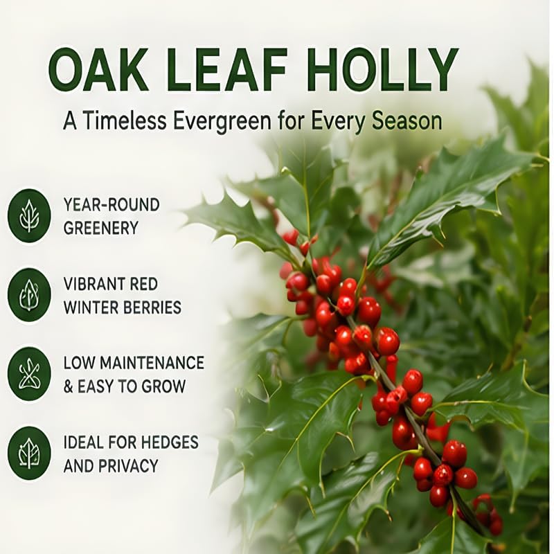Live Holly Plant, Oak Leaf Holly Plant 6-12" Tall in 4" Pot, Low Maintenance Evergreen Shrub, Live Evergreen Plant for Outdoor Landscape - Image 6