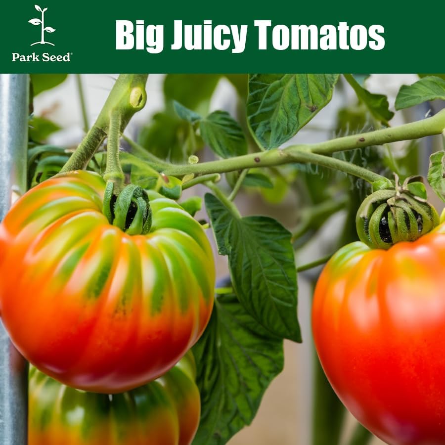 Park Seed Variety of Tomato Seeds, Planting Vegetables, Easy to Grow, Non-GMO, Perfect for Harvesting, San Marzano Organic, Pack of 30 - Image 6