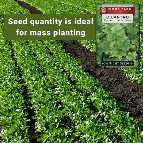 Sow Right Seeds - 2000 Cilantro Seed for Planting Bulk Jumbo Pack Coriander - Image 4