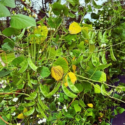 HYV Hyacinth Bean Seeds – Ipsa-2 Variety – Flat Green Pods – Country Bean | Lablab Purpureus Bangladeshi Vegetable Seeds | 0.35 OZ (30+ Seeds) - Image 5