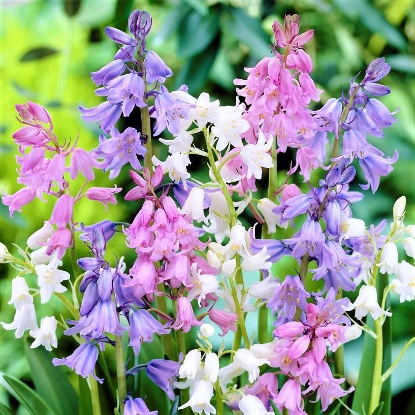 Votaniki Spanish Bluebell Mixture - Perennial Spanish Bluebells (Wood Hyacinth) Bulbs for Planting | Spring Flowering Bulbs, Bell Shaped Flowers - Easy to Grow (12 Pack) by Votaniki