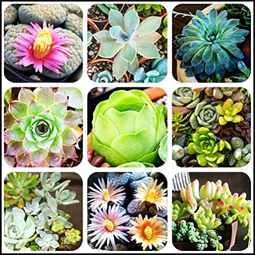 Mixed Colored Succulents Seeds Garden and Home Bonsai Flower Plant 200 Pcs Seeds by Unknown