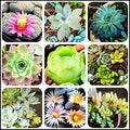 Mixed Colored Succulents Seeds Garden and Home Bonsai Flower Plant 200 Pcs Seeds by Unknown
