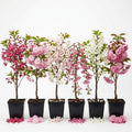 2 Live Flowering Cherry Blossom Trees Assorted Varieties - Random Okame, Double Pink, Yoshino, White Weeping, Snowgoose or Kwanzan Cherry Tree Live Plants 5-12" Tall 3" Pot by Unknown